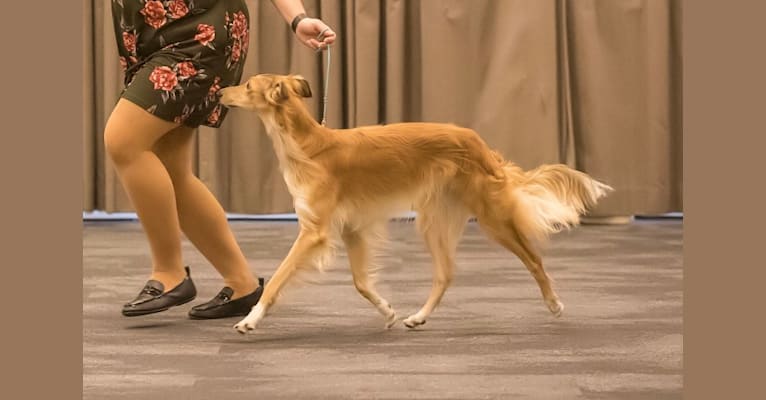 Dresden, a Silken Windhound tested with EmbarkVet.com