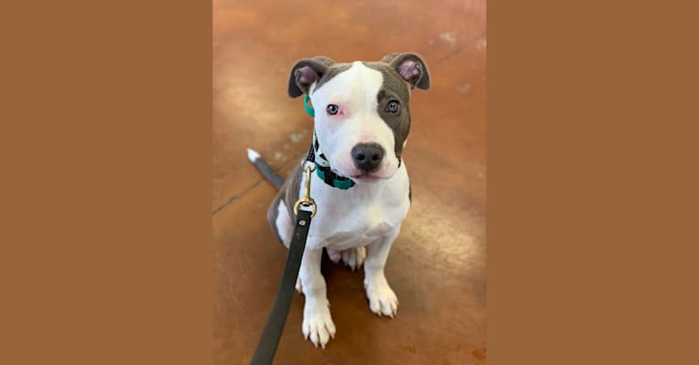 Levi, an American Bully tested with EmbarkVet.com