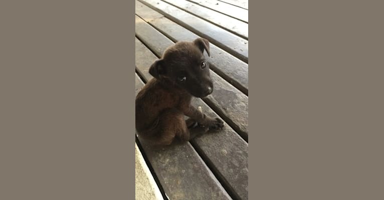 Lovo, a Melanesian Village Dog tested with EmbarkVet.com