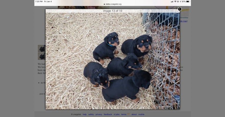 Grayce Hiza, a Rottweiler tested with EmbarkVet.com