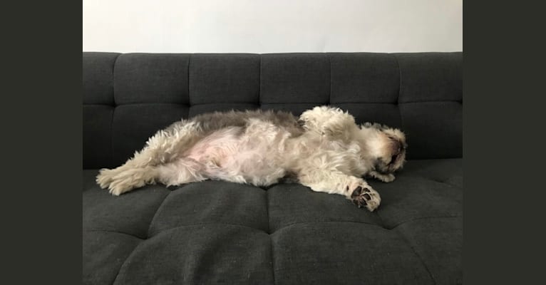 Photo of Boogie, a Lhasa Apso  in Chicago, Illinois, USA