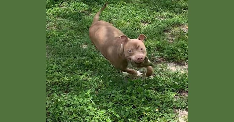 Photo of Thomas Bailey, an American Bully  in Clewiston, Florida, USA