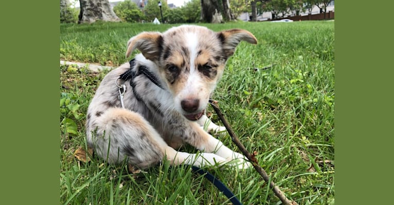 Zuula, an Australian Shepherd and Australian Cattle Dog mix tested with EmbarkVet.com