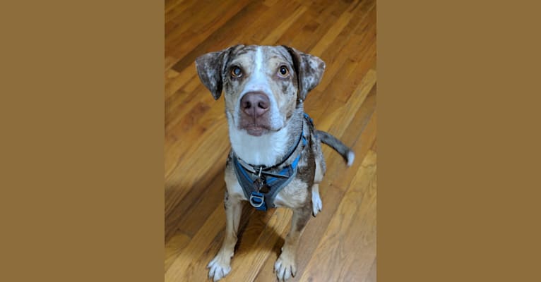 Oliver, an American Pit Bull Terrier and Australian Shepherd mix tested with EmbarkVet.com
