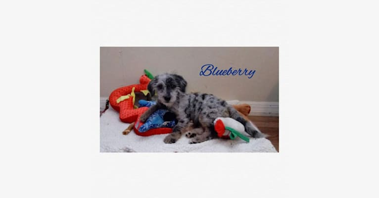 Photo of Blueberry, a Labradoodle (5.6% unresolved) in Florida, USA