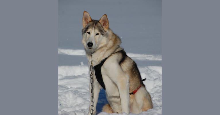 Phoenix, an Alaskan-type Husky tested with EmbarkVet.com