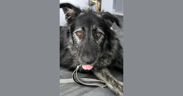 Talisker, an Alaskan Malamute and German Shepherd Dog mix tested with EmbarkVet.com