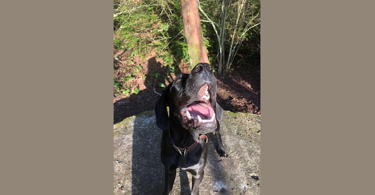 Calvin, a Great Dane and Saint Bernard mix tested with EmbarkVet.com