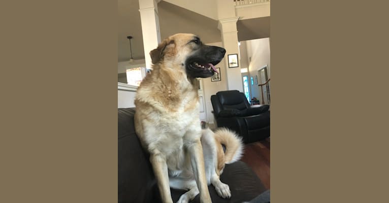 Storm, a Great Pyrenees and German Shepherd Dog mix tested with EmbarkVet.com