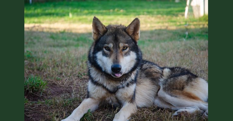 Jasper a dog tested with EmbarkVet.com