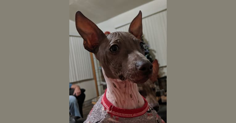 Hazel, an American Hairless Terrier tested with EmbarkVet.com