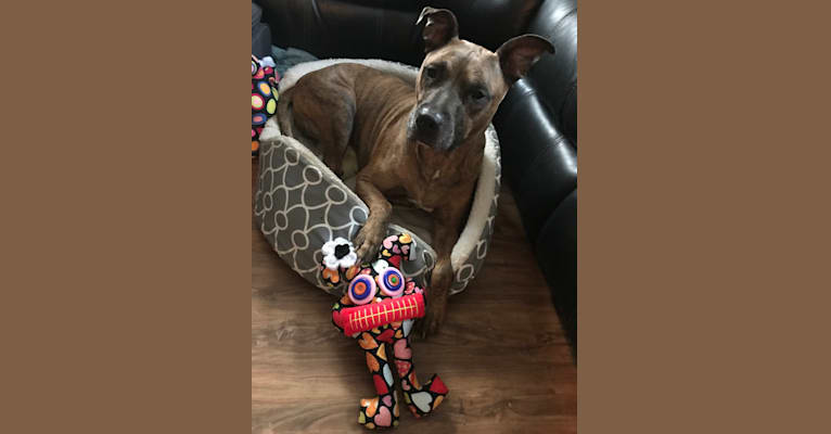 embark dog dna test breed