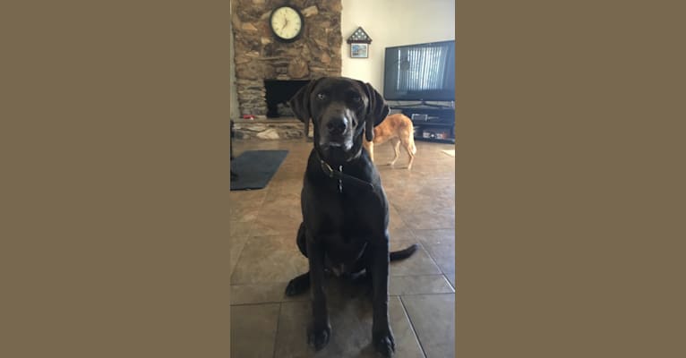 Kona, a Labrador Retriever and German Shorthaired Pointer mix tested with EmbarkVet.com