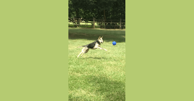 Dolly, an Australian Cattle Dog and Cocker Spaniel mix tested with EmbarkVet.com