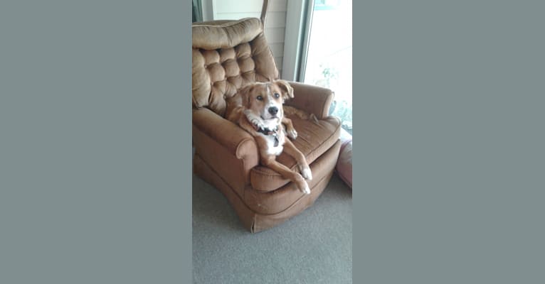 Finnegan, a Staffordshire Terrier and Labrador Retriever mix tested with EmbarkVet.com