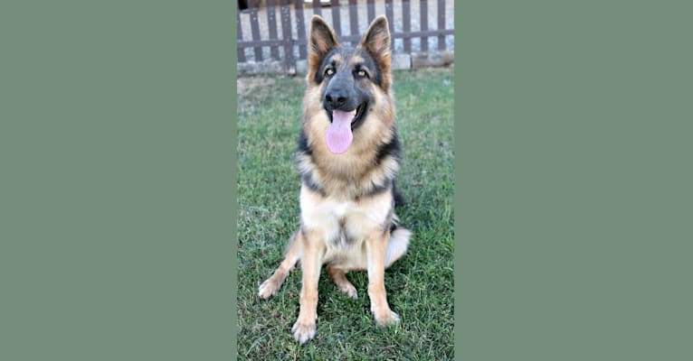 Marvel, a German Shepherd Dog tested with EmbarkVet.com