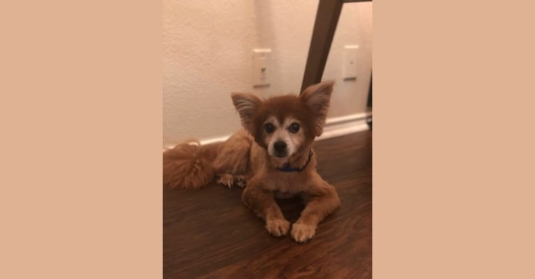 Hank, a Pomeranian and Chihuahua mix tested with EmbarkVet.com