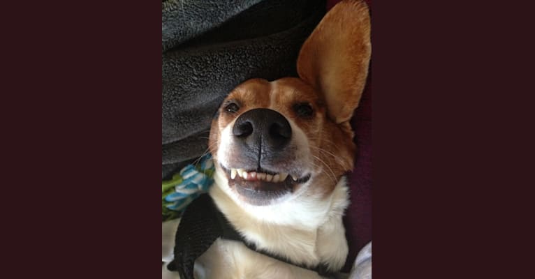 Barney, a Beagle tested with EmbarkVet.com