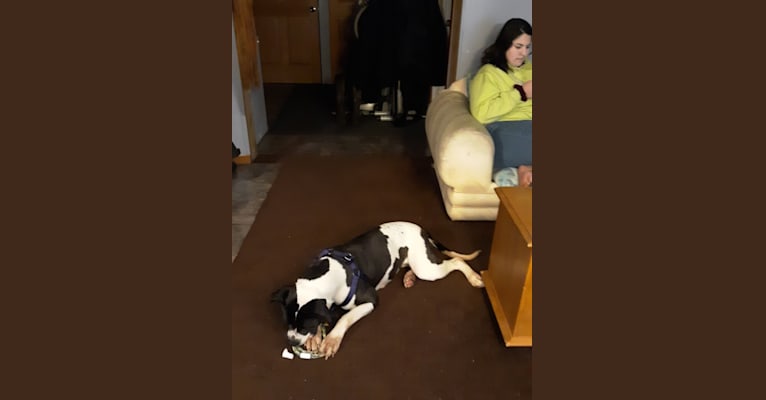 Photo of Betsy, an American Bulldog  in La Crosse, Wisconsin, USA
