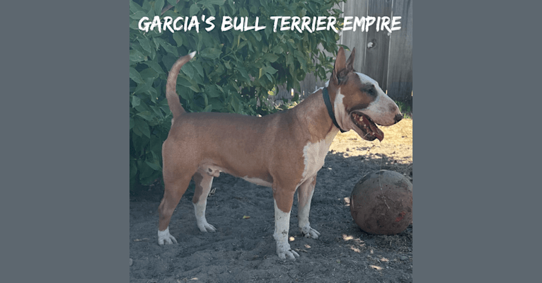 Julius Caesar, a Bull Terrier tested with EmbarkVet.com