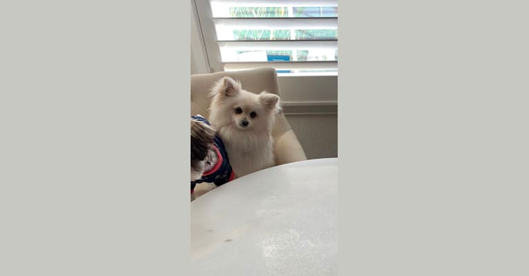 Kai, a Pomeranian tested with EmbarkVet.com