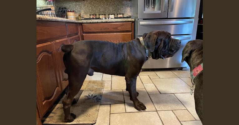 Photo of Cade, a Cane Corso  in Mississippi, USA