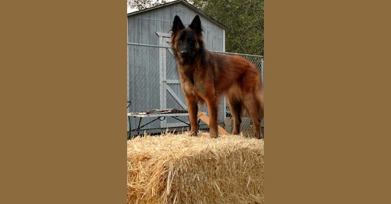 Beauregard, a Belgian Shepherd tested with EmbarkVet.com