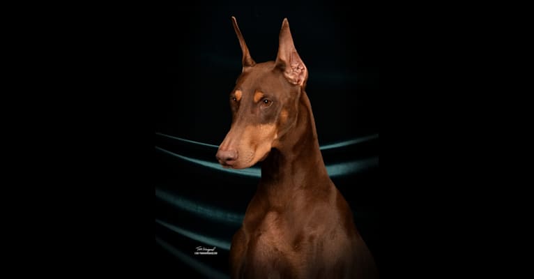 Amber, a Doberman Pinscher tested with EmbarkVet.com