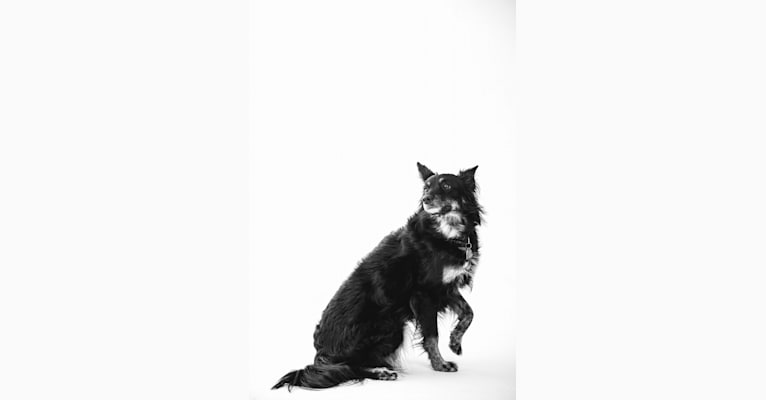Bonny, an Australian Cattle Dog and German Shepherd Dog mix tested with EmbarkVet.com