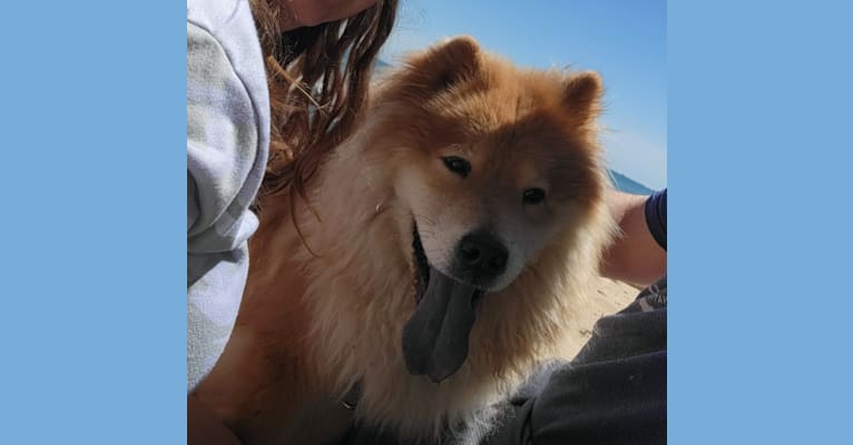 Apollo, a Chow Chow tested with EmbarkVet.com