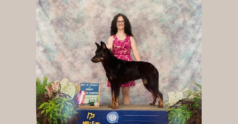 My Main Squeeze du Chateau Rocher “Mango”, a Beauceron tested with EmbarkVet.com