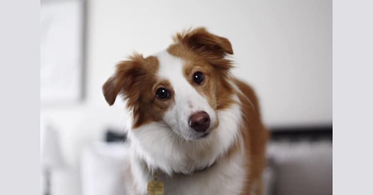 Bailey, a Collie and Shetland Sheepdog mix tested with EmbarkVet.com