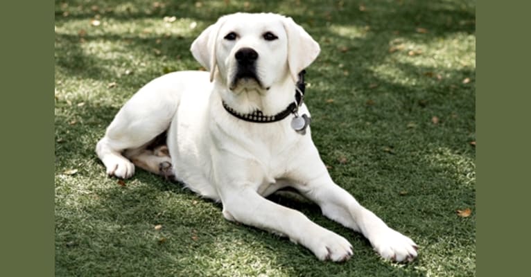 Stofer's Benjamin, a Labrador Retriever tested with EmbarkVet.com