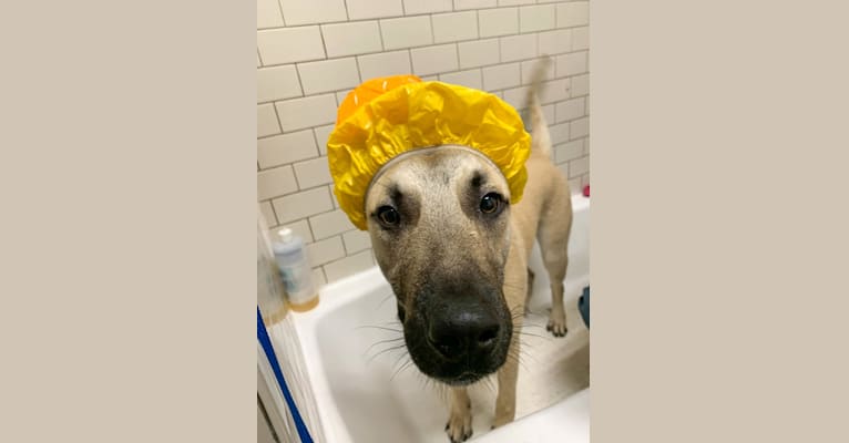 Cuckoo, an Anatolian Shepherd Dog and American Pit Bull Terrier mix tested with EmbarkVet.com