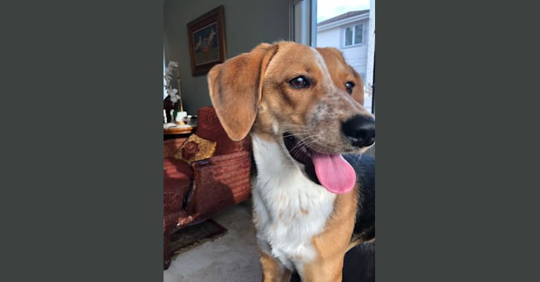 Akita beagle store