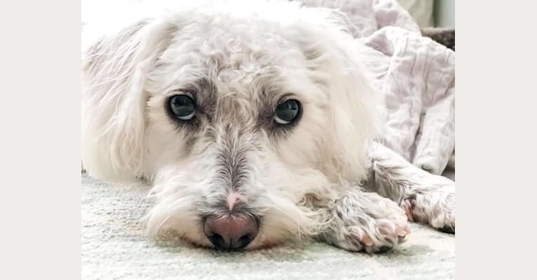 Sir Ozzy, a Miniature Schnauzer and Poodle (Small) mix tested with EmbarkVet.com