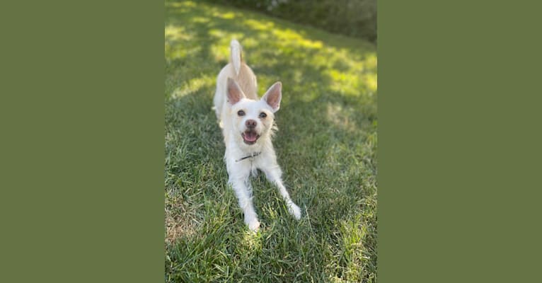 Photo of Pearl, a Shih Tzu, Chihuahua, American Pit Bull Terrier, and Bichon Frise mix in Los Banos, California, USA