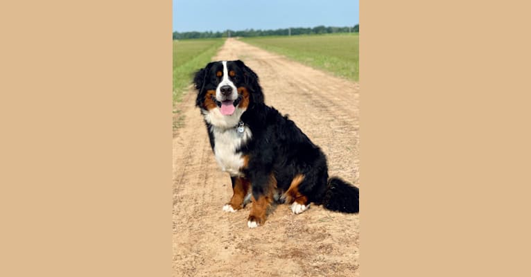 Leo, a Bernese Mountain Dog tested with EmbarkVet.com