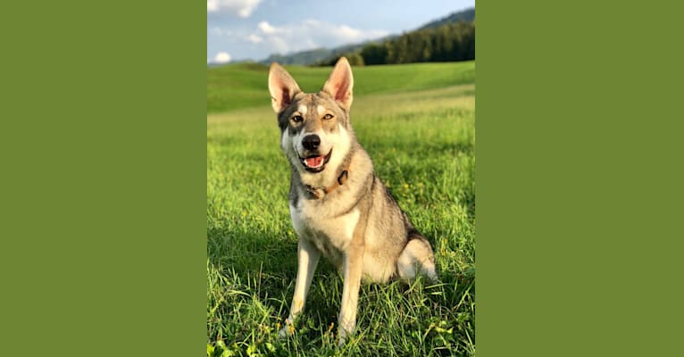 Maya, a Saarloos Wolfdog tested with EmbarkVet.com