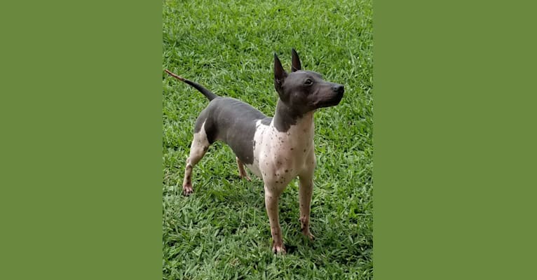 Grasshopper, an American Hairless Terrier tested with EmbarkVet.com