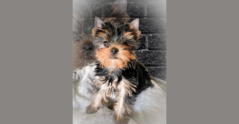 Chewy, a Yorkshire Terrier tested with EmbarkVet.com