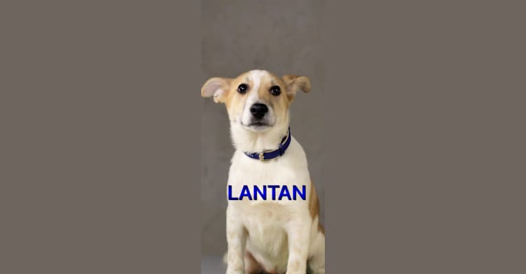 Lanny, a Central Asian Village Dog tested with EmbarkVet.com