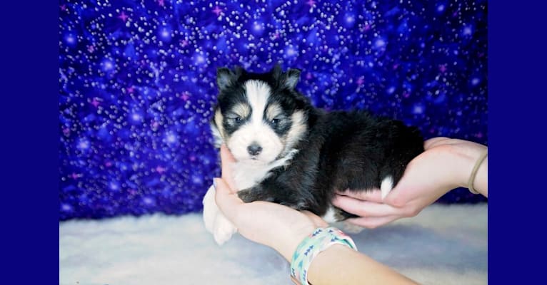 Photo of Axal Becky's pup, a Pomsky  in Maine Aim Ranch, King, Allerton, IA, USA