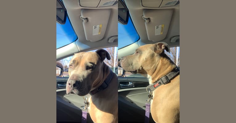 Maverick, an American Pit Bull Terrier and American Staffordshire Terrier mix tested with EmbarkVet.com