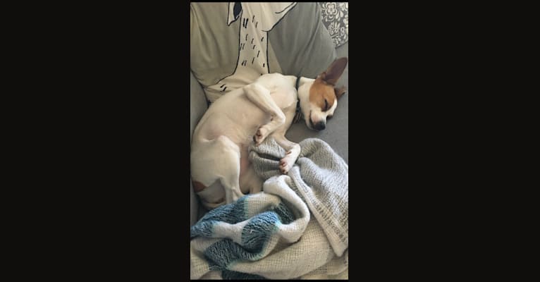 Frankie, a Rat Terrier tested with EmbarkVet.com