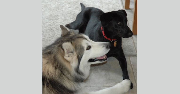 Shadow, a Labrador Retriever and German Shepherd Dog mix tested with EmbarkVet.com