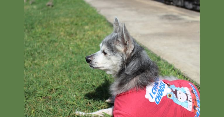 Wolfie, a Chihuahua tested with EmbarkVet.com