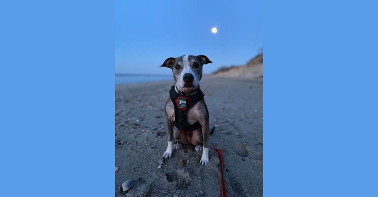 Rocko, an American Pit Bull Terrier tested with EmbarkVet.com