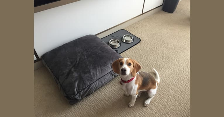 Photo of Spencer, a Beagle  in Washington, District of Columbia, USA
