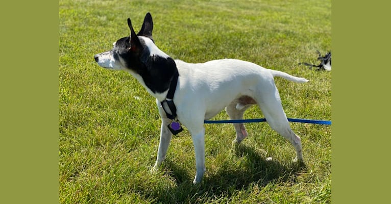 Photo of Snoopy, a Russell-type Terrier, Chihuahua, Toy Fox Terrier, and Rat Terrier mix in Grosse Ile Township, Michigan, USA
